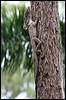 frilled_lizard_61470