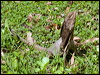 frilled_lizard_84295