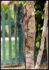 frilled_lizard_84306