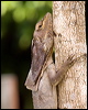 frilled_lizard_84310