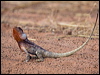 frilled_lizard_93201
