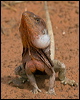 frilled_lizard_93210