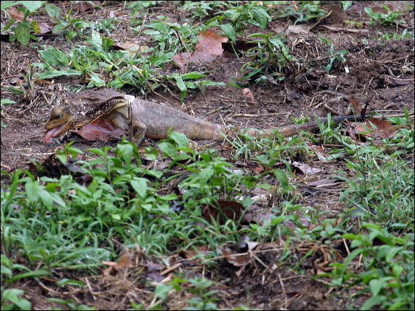 Frilled Lizard frilled_lizard_11566.psd