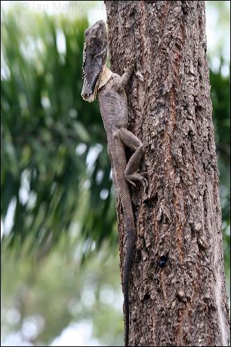 Frilled Lizard frilled_lizard_61470.psd