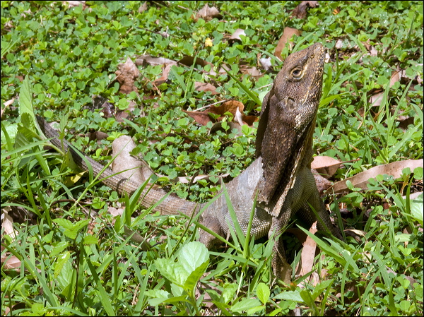 Frilled Lizard frilled_lizard_84295.psd