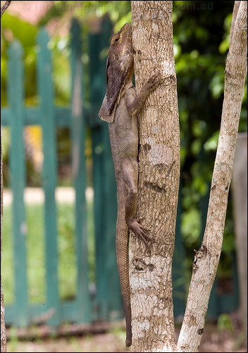 Frilled Lizard frilled_lizard_84306.psd