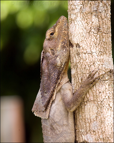 Frilled Lizard frilled_lizard_84310.psd