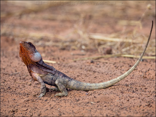 Frilled Lizard frilled_lizard_93201.psd