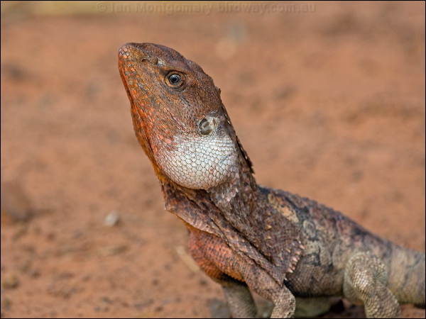 Frilled Lizard frilled_lizard_93204.psd