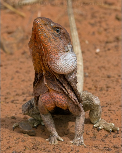 Frilled Lizard frilled_lizard_93210.psd