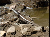 Click here to enter gallery and see photos/pictures/images of Gilbert's Dragon