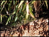gilberts_dragon_33860