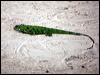 green_iguana_205307