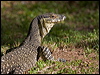 Click here to enter gallery and see photos/pictures/images of Lace Monitor