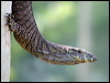 lace_monitor_40724