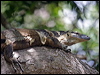 lace_monitor_65552