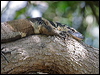 lace_monitor_65554