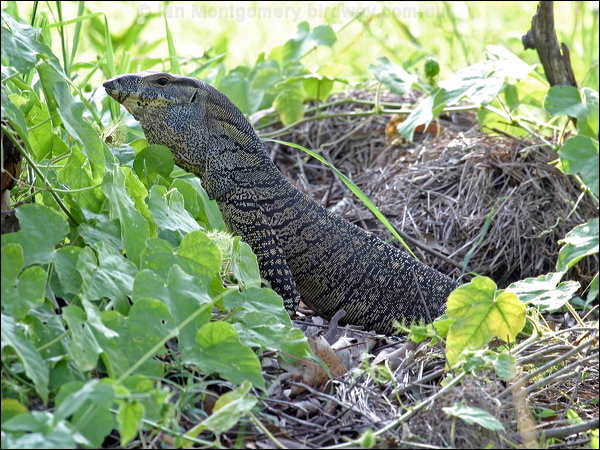 Lace Monitor lace_monitor_11962.psd