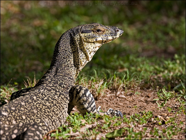 Lace Monitor lace_monitor_153346.psd