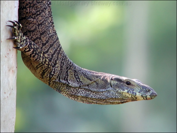Lace Monitor lace_monitor_40724.psd