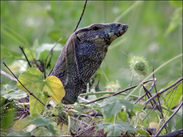 Lace Monitor lace_monitor_40725.psd