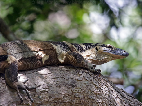 Lace Monitor lace_monitor_65552.psd