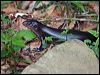 land_mullet_180768