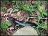 land_mullet_180769