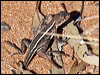 mallee_dragon_88700