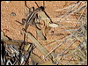 mallee_dragon_88701