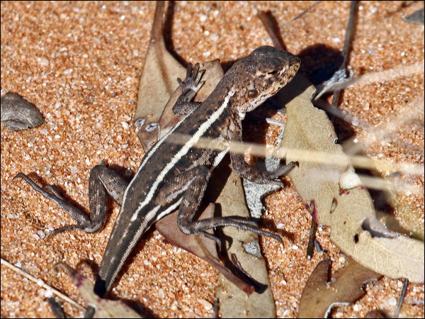 Mallee Dragon mallee_dragon_88700.psd