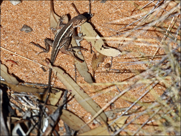 Mallee Dragon mallee_dragon_88701.psd