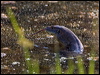 mertens_watermonitor_93134