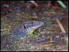 mertens_watermonitor_93141