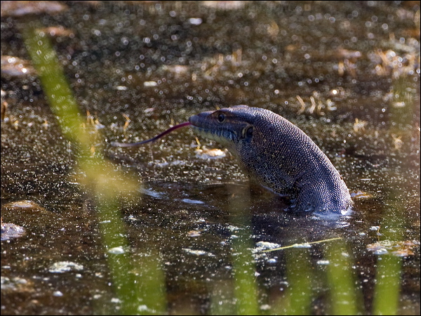 Mertens's Water Monitor mertens_watermonitor_93134.psd