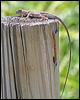 nobbi_dragon_32859