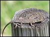nobbi_dragon_32864