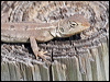 nobbi_dragon_32865