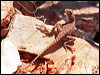 ring_tailed_dragon_33984