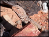 ring_tailed_dragon_41522