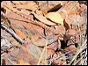 ring_tailed_dragon_41553