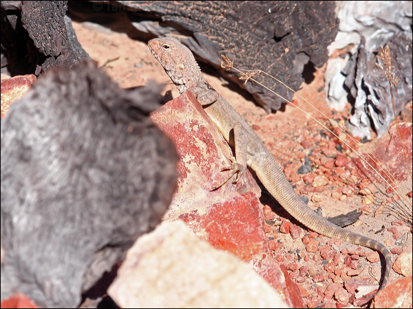 Ring-tailed Dragon ring_tailed_dragon_41519.psd