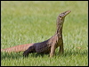 sand_goanna_93471