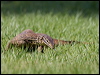 sand_goanna_93481