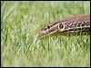 sand_goanna_93482