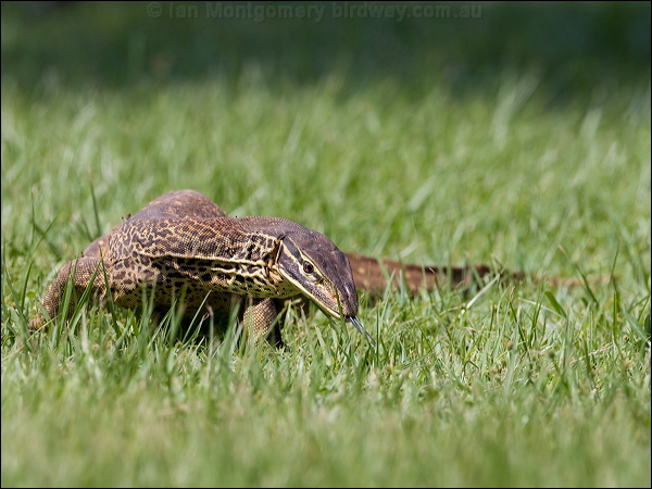 Sand or  Gould's Goanna sand_goanna_93481.psd