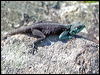 southern_rock_agama_04401