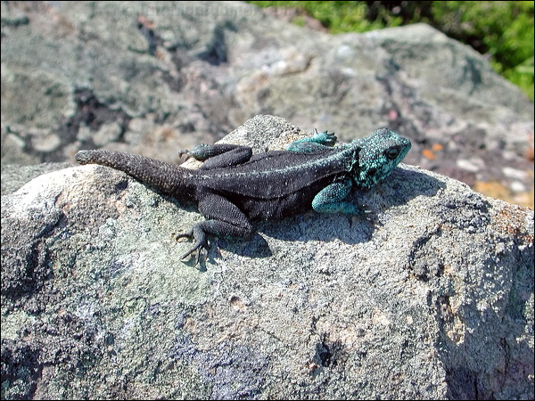 Southern Rock Agama southern_rock_agama_04400.psd