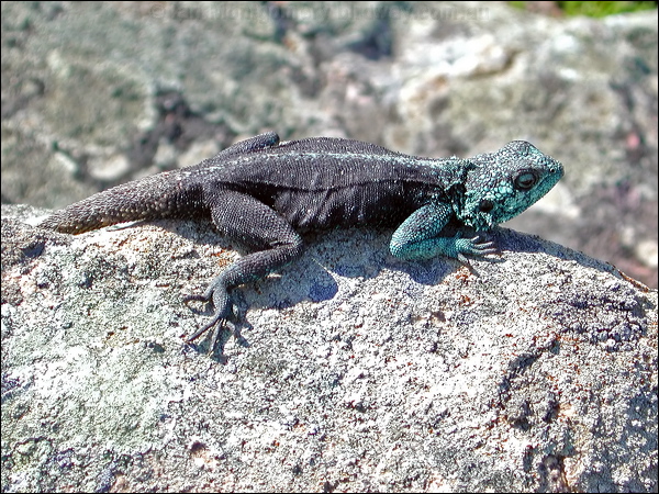Southern Rock Agama southern_rock_agama_04401.psd