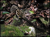 water_dragon_06088